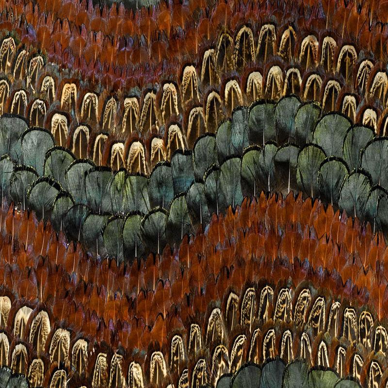 Schumacher Biscayne Peacock & Pheasant Wallpaper - Image 2